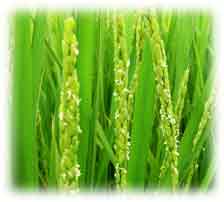 �u�ǂ�āv�̉Ԑ���