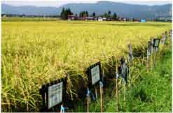 �����ԍ�